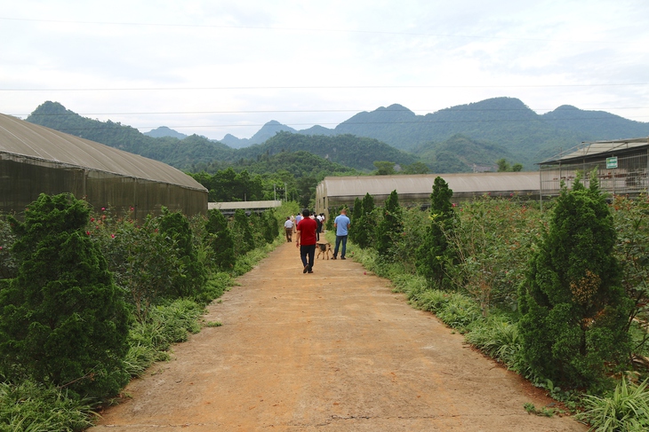 'Bài toán' thoát nghèo cho người dân vùng cao Hà Giang với cây dược liệu - Ảnh 2. 'Bài toán' thoát nghèo cho người dân vùng cao Hà Giang với cây dược liệu - Ảnh 2.