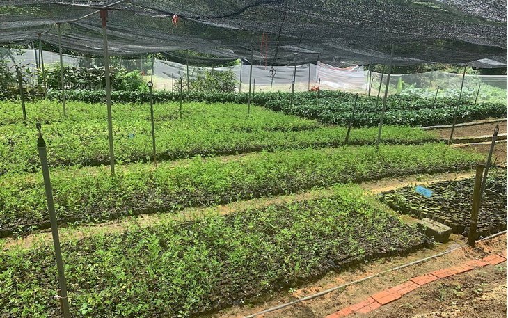 ‘Chìa khóa’ nâng tầm cho dược liệu Việt Nam