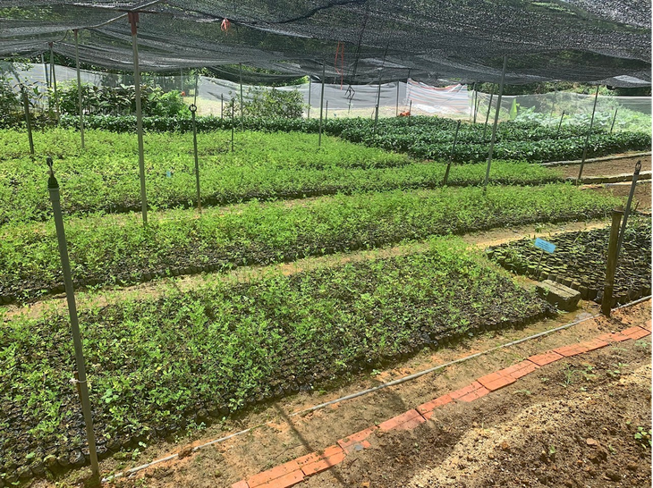 Chìa khòa nâng tầm cho dược liệu Việt Nam - Ảnh 2.