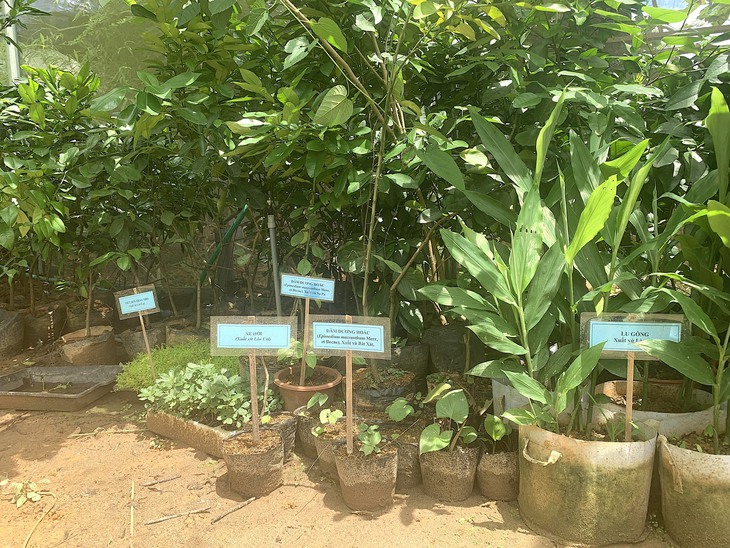 Hà Giang bảo tồn nguồn gen dược liệu quý hiếm - Ảnh 2.