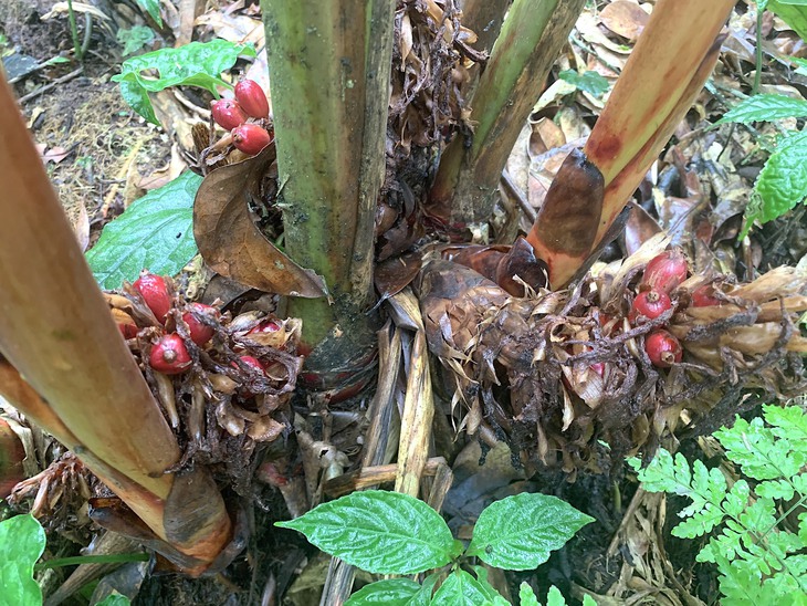 Đồng bào ở Hoàng Su Phì cùng dược liệu thoát nghèo - Ảnh 1.