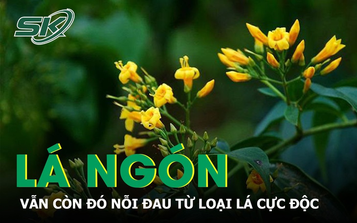Vẫn còn nỗi đau từ lá ngón