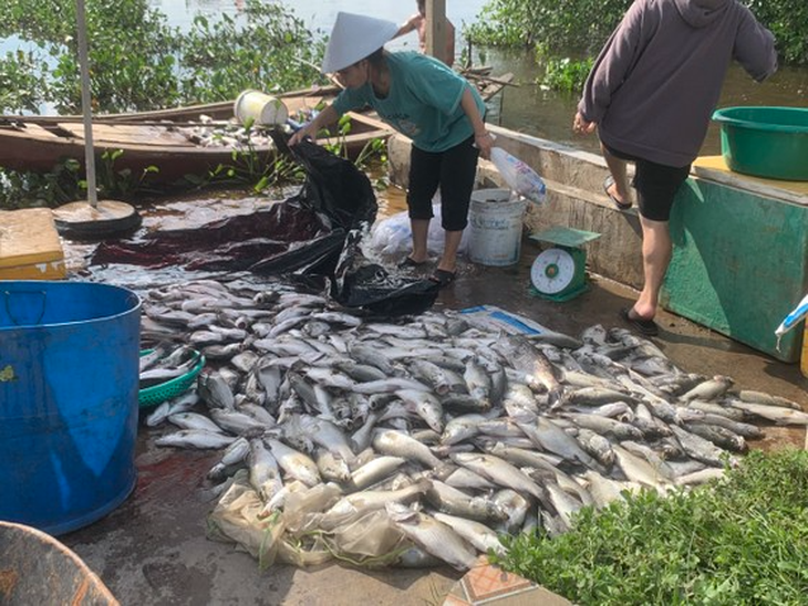 Người dân khóc ròng khi nhìn hàng chục tấn cá nuôi lồng bè bị chết trắng - Ảnh 5.