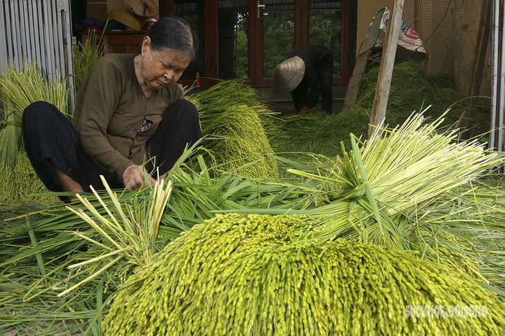 Vào làng Mễ Trì xem người dân 'luyện' cốm - Ảnh 1.