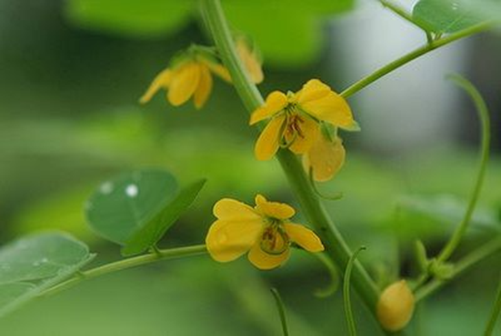 5 bài thuốc chữa bệnh về mắt có thảo quyết minh - Ảnh 2. 5 bài thuốc chữa bệnh về mắt có thảo quyết minh - Ảnh 2.