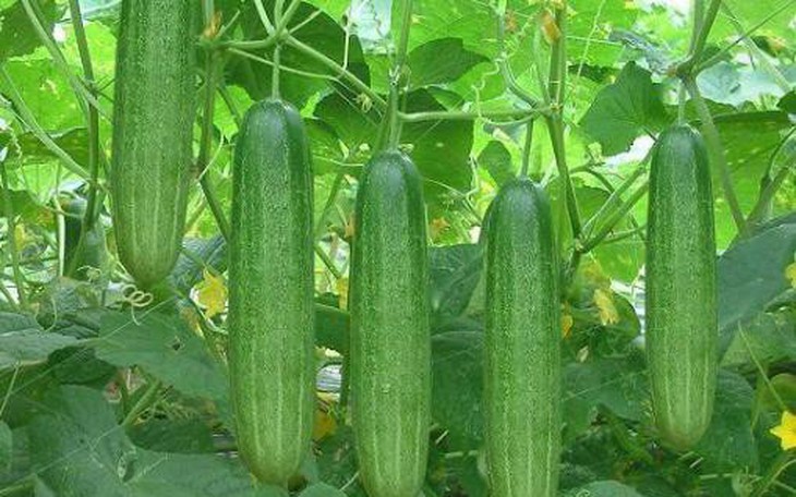 Bài thuốc chữa bệnh từ cây dưa chuột