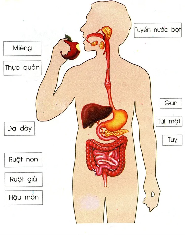 7 loại thực phẩm chứa enzyme hỗ trợ tiêu hóa và sức khỏe đường ruột - Ảnh 2. 7 loại thực phẩm chứa enzyme hỗ trợ tiêu hóa và sức khỏe đường ruột - Ảnh 2.