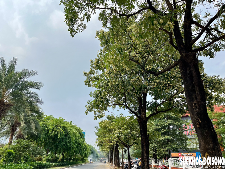 Nở rộ "trend" cắm hoa sữa tại nhà, người yêu kẻ ghét - Ảnh 2.