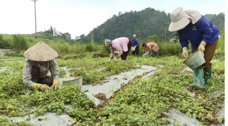 Hướng đi mới của người H’Mông với cây dược liệu - Ảnh 1.