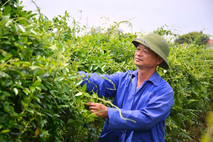 Vai trò của doanh nghiệp trong chuỗi liên kết vùng trồng dược liệu - Ảnh 2. Vai trò của doanh nghiệp trong chuỗi liên kết vùng trồng dược liệu - Ảnh 2.