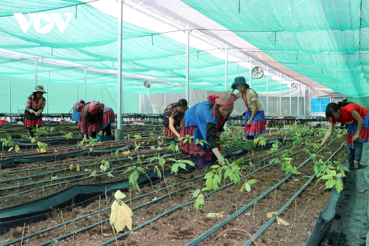 Việc phát triển cây dược liệu ở Sìn Hồ đã tạo việc làm và thu nhập ổn định cho công nhân người địa phương.
