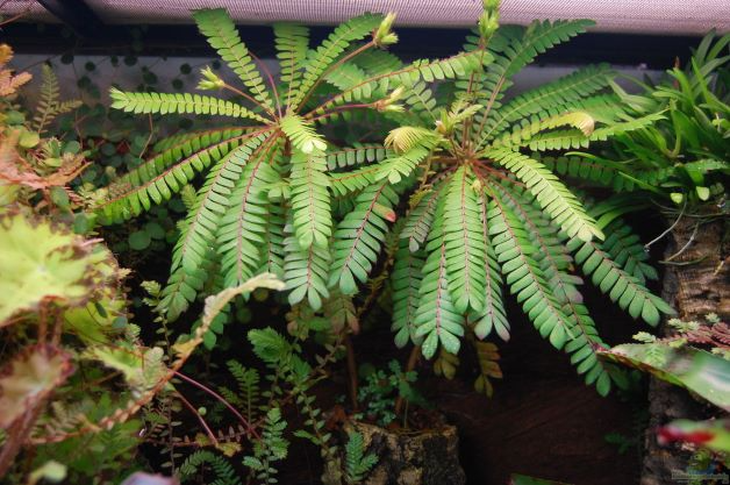 9 vị thuốc hỗ trợ kiểm soát đường huyết- Ảnh 4.