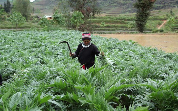 Trồng dược liệu theo hướng sản xuất hàng hóa, mang lại giá trị cao về kinh tế và an sinh xã hội