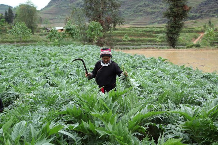 Trồng dược liệu theo hướng sản xuất hàng hóa, mang lại giá trị cao về kinh tế và an sinh xã hội- Ảnh 1.