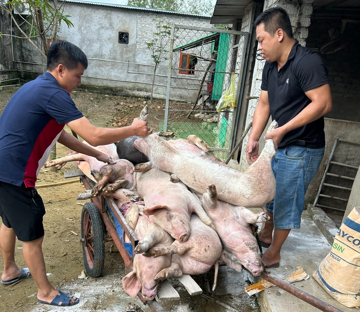 Vì sao gần 100 tỷ đồng tiền hỗ trợ gia súc bị bệnh chưa đến tay người dân?- Ảnh 1.