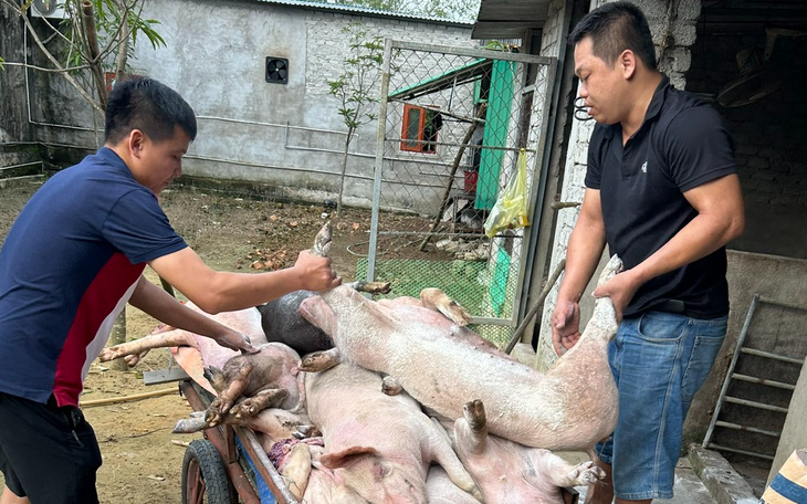 Vì sao gần 100 tỷ đồng tiền hỗ trợ tiêu huỷ gia súc bị bệnh chưa đến tay người dân?