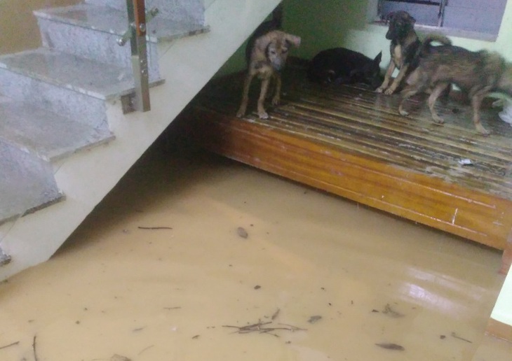Mưa lớn nhấn chìm 800 hộ dân, cuốn trôi 50 con bò- Ảnh 3. Mưa lớn nhấn chìm 800 hộ dân, cuốn trôi 50 con bò- Ảnh 3.