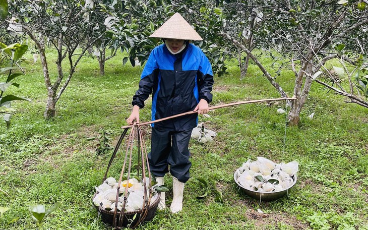 Người dân điêu đứng vì cam thối rụng hàng loạt sau mưa lớn