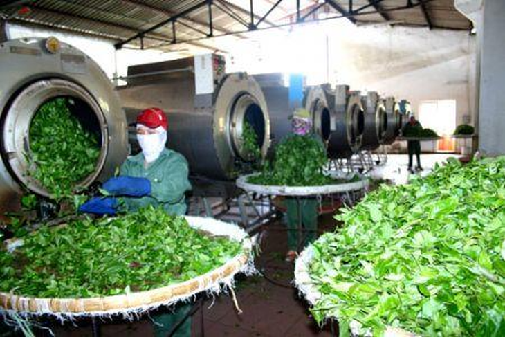 Đâu là mấu chốt để xây dựng vùng trồng dược liệu năng suất, chất lượng cao?- Ảnh 2.