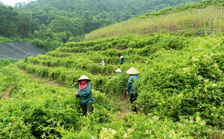 Đẩy mạnh phát triển trồng cây dược liệu – hướng đi mới của Hà Nội