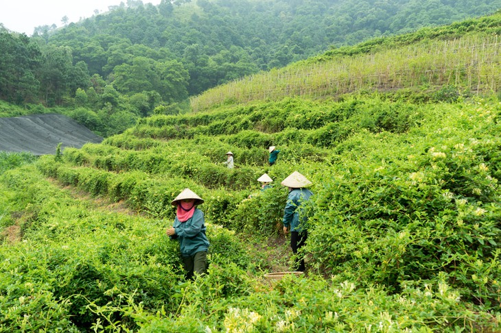 Đẩy mạnh phát triển trồng cây dược liệu – hướng đi mới của Hà Nội- Ảnh 1. Đẩy mạnh phát triển trồng cây dược liệu – hướng đi mới của Hà Nội- Ảnh 1.