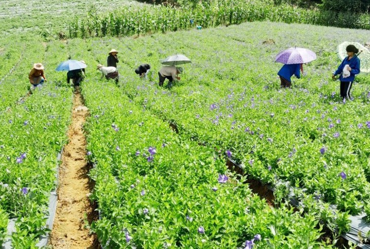 Chuyển dịch cơ cấu kinh tế theo hướng trồng, chế biến cây dược liệu cần được nhân rộng- Ảnh 1. Chuyển dịch cơ cấu kinh tế theo hướng trồng, chế biến cây dược liệu cần được nhân rộng- Ảnh 1.