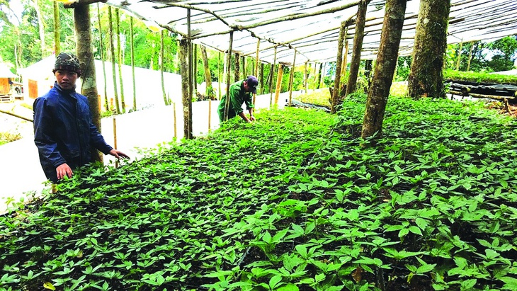 Tìm giải pháp mở rộng thị trường xuất khẩu dược liệu Việt Nam- Ảnh 1. Tìm giải pháp mở rộng thị trường xuất khẩu dược liệu Việt Nam- Ảnh 1.