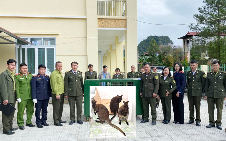 4 con chuột túi được phát hiện tại Cao Bằng đã có "nhà mới"