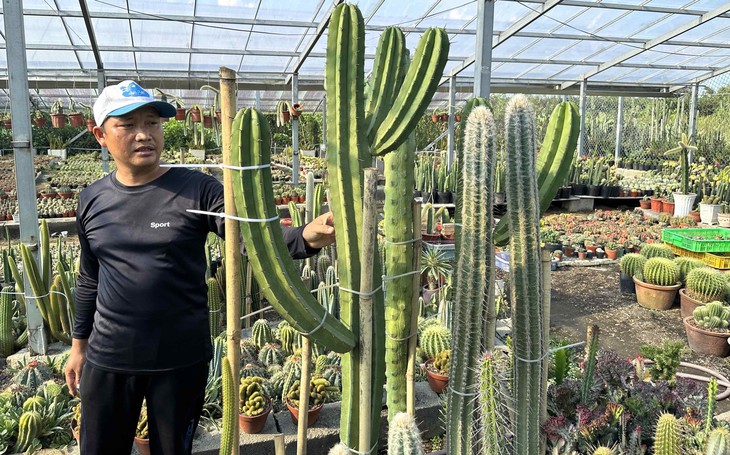 Trồng xương rồng bán cho đại gia thu lãi 60 triệu/tháng- Ảnh 1.