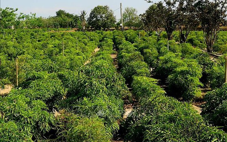 Khuyến khích các thành phần kinh tế tham gia đầu tư phát triển trồng dược liệu