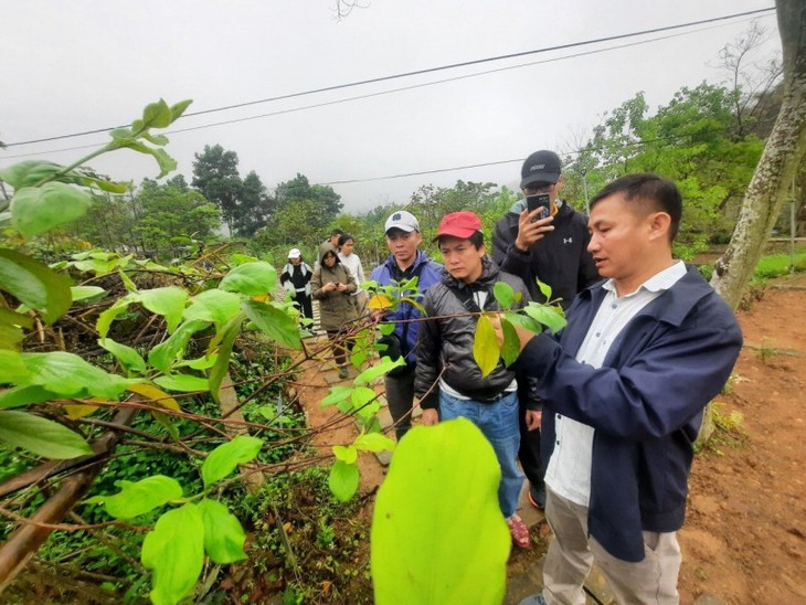 Tổ chức sản xuất, phát triển vùng trồng dược liệu theo quy hoạch- Ảnh 1. Tổ chức sản xuất, phát triển vùng trồng dược liệu theo quy hoạch- Ảnh 1.