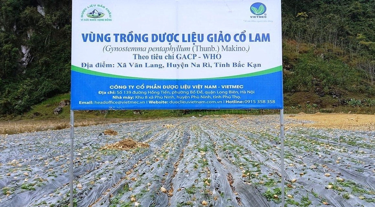 Bảo tồn, phát triển nguồn gen cây dược liệu ở Bắc Kạn thế nào?- Ảnh 1. Bảo tồn, phát triển nguồn gen cây dược liệu ở Bắc Kạn thế nào?- Ảnh 1.