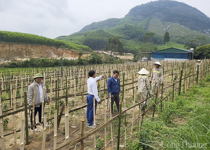 Cần giải pháp đột phá để phát triển kinh tế dược liệu- Ảnh 1.