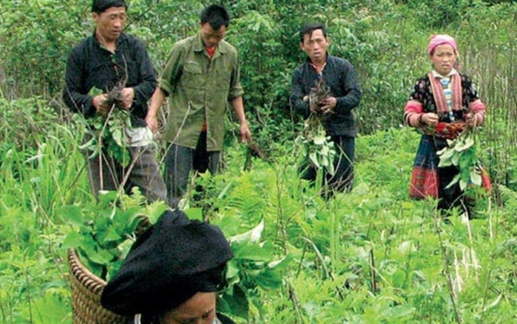 Sơn La ưu tiên phát triển nông nghiệp dược liệu gắn với du lịch