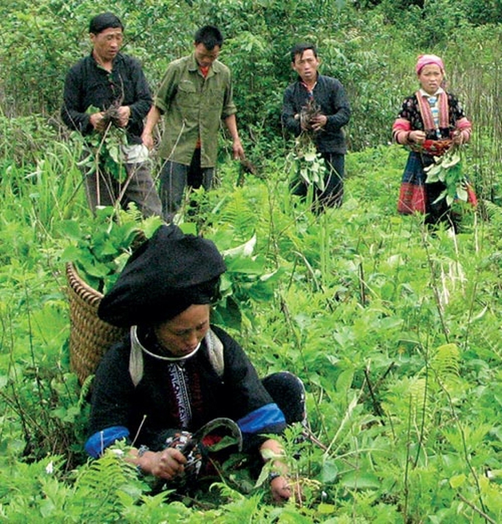 Sơn La ưu tiên phát triển nông nghiệp dược liệu gắn với du lịch- Ảnh 1. Sơn La ưu tiên phát triển nông nghiệp dược liệu gắn với du lịch- Ảnh 1.