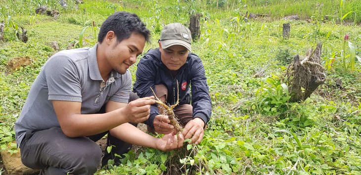 Dựa vào cây dược liệu, nhiều hộ gia đình từ diện hộ nghèo đã vươn lên thành hộ khá- Ảnh 1.