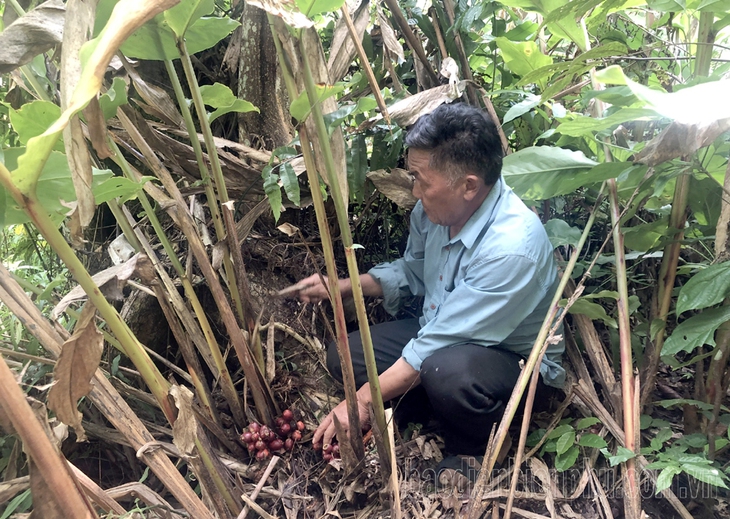 Làm sao để phát huy hiệu quả "kép" trong phát triển cây dược liệu?- Ảnh 1. Làm sao để phát huy hiệu quả "kép" trong phát triển cây dược liệu?- Ảnh 1.