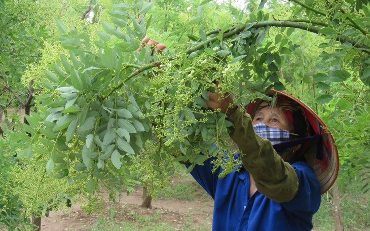 Nhiều cơ chế, chính sách, nguồn lực để đẩy mạnh phát triển, nâng cao chất lượng dược liệu Việt