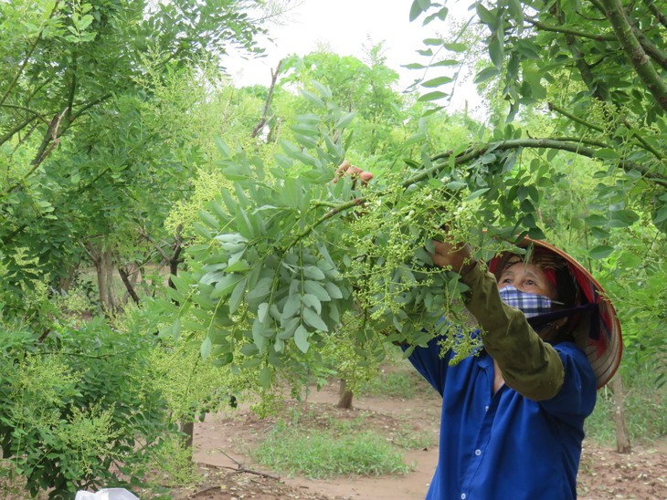 Nhiều cơ chế, chính sách, nguồn lực để đẩy mạnh phát triển, nâng cao chất lượng dược liệu Việt- Ảnh 2. Nhiều cơ chế, chính sách, nguồn lực để đẩy mạnh phát triển, nâng cao chất lượng dược liệu Việt- Ảnh 2.