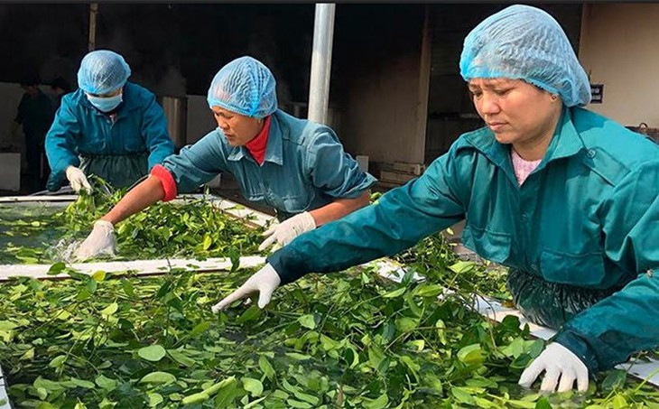 Cây dược liệu giúp người dân từng bước xóa đói giảm nghèo- Ảnh 1.