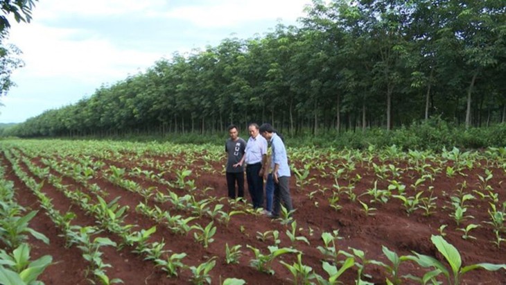Chi hỗ trợ phát triển vùng trồng dược liệu quý được quy định thế nào?- Ảnh 1. Chi hỗ trợ phát triển vùng trồng dược liệu quý được quy định thế nào?- Ảnh 1.