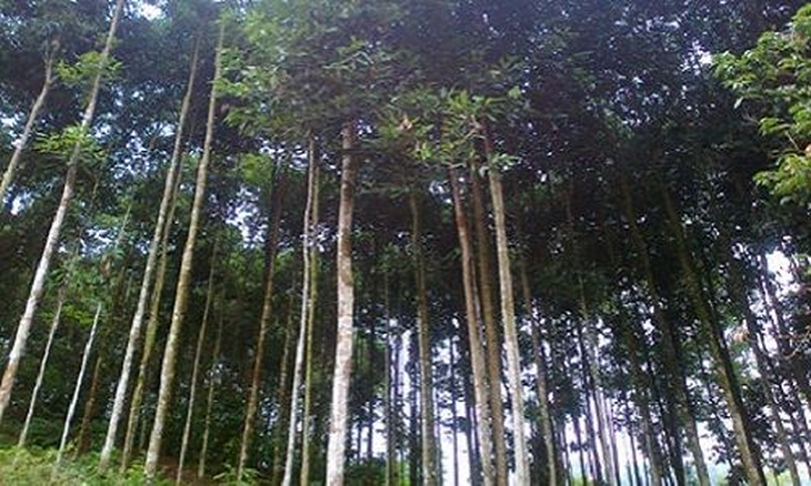 4 bài thuốc ấm thận, trừ hàn từ quế - Ảnh 3.