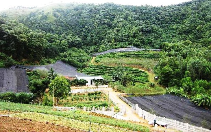 Hà Nội nhân rộng, từng bước nâng cấp mô hình trồng cây dược liệu