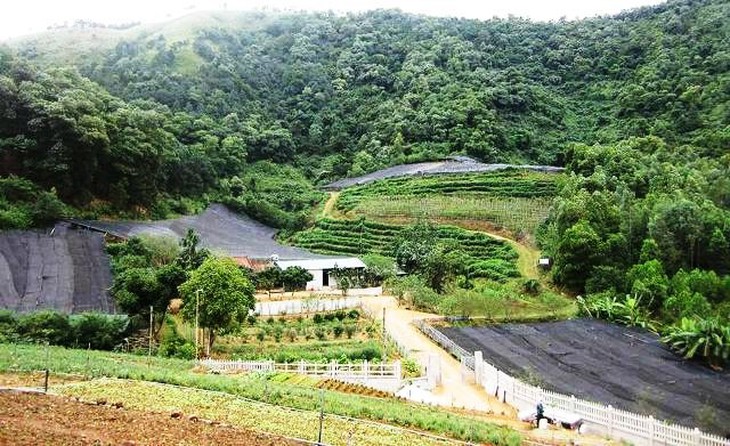 Hà Nội nhân rộng, từng bước nâng cấp mô hình trồng cây dược liệu - Ảnh 3.