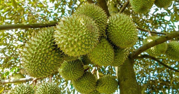 Xuất siêu nông, lâm, thủy sản trong 10 tháng đạt 9,3 tỷ USD - Ảnh 1.