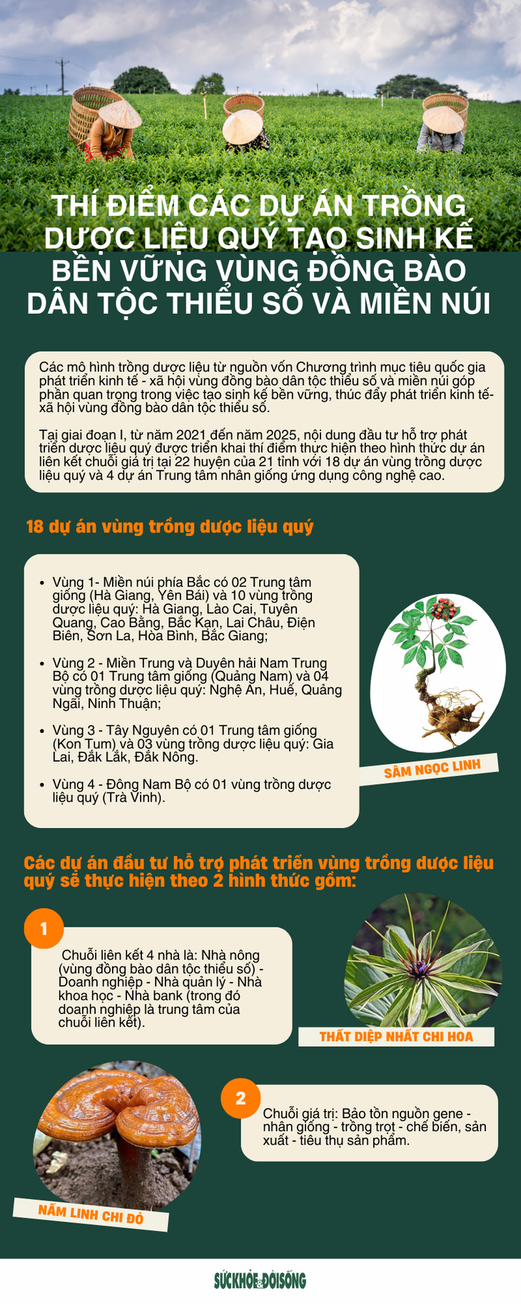 [Infographic] Thí điểm các dự án trồng dược liệu quý tạo sinh kế bền vững vùng đồng bào dân tộc thiểu số và miền núi- Ảnh 1.