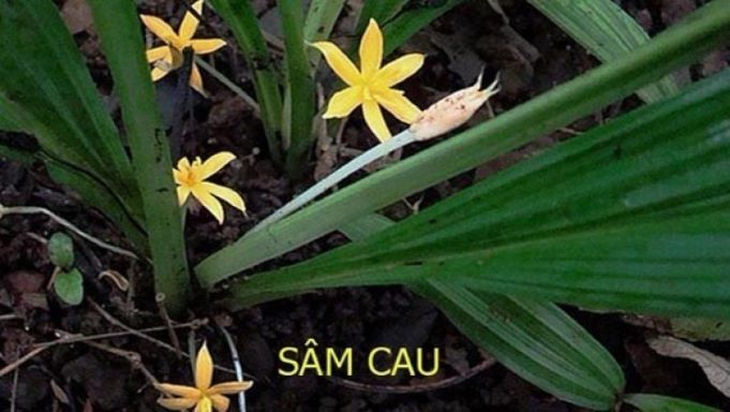 Các món ăn, bài thuốc dễ chế biến từ sâm cau- Ảnh 1. Các món ăn, bài thuốc dễ chế biến từ sâm cau- Ảnh 1.