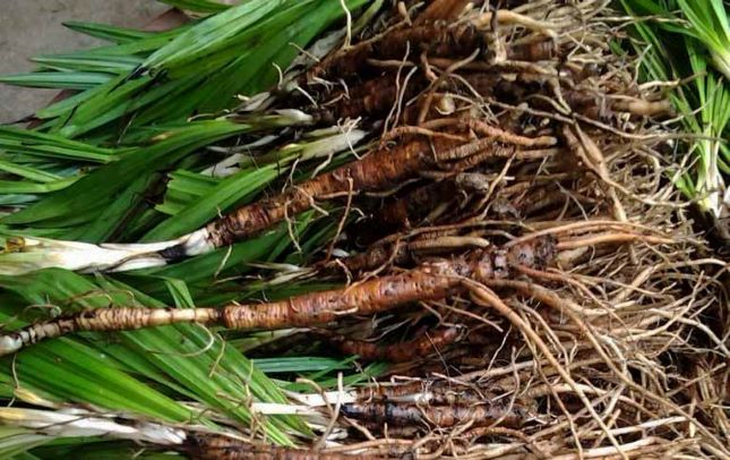 Các món ăn, bài thuốc dễ chế biến từ sâm cau- Ảnh 2. Các món ăn, bài thuốc dễ chế biến từ sâm cau- Ảnh 2.