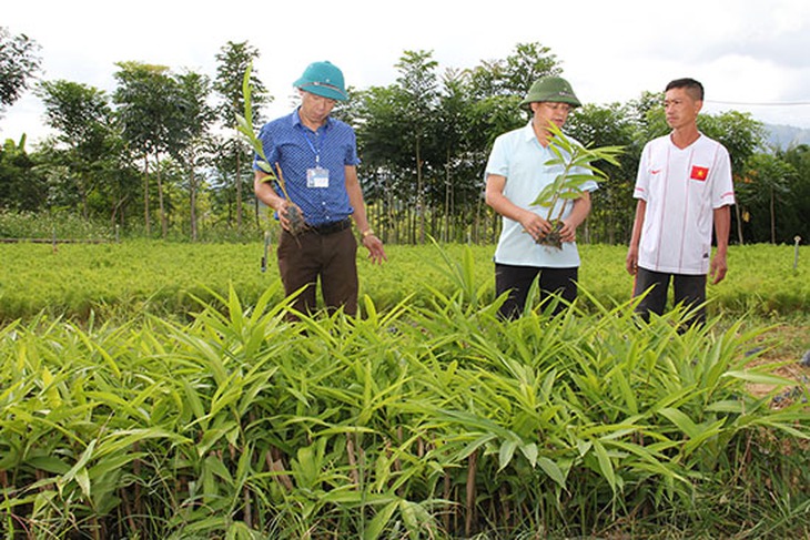 Sốp Cộp phát triển các mô hình liên kết trồng cây dược liệu- Ảnh 1.
