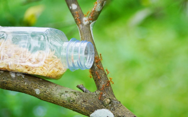 Kỳ lạ nuôi kiến vàng làm "vệ sĩ" cho cam đặc sản